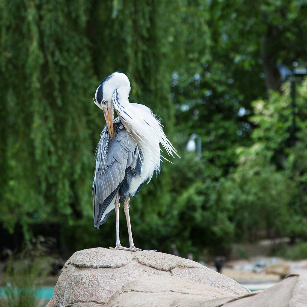 Grey heron at ZSL London Zoo