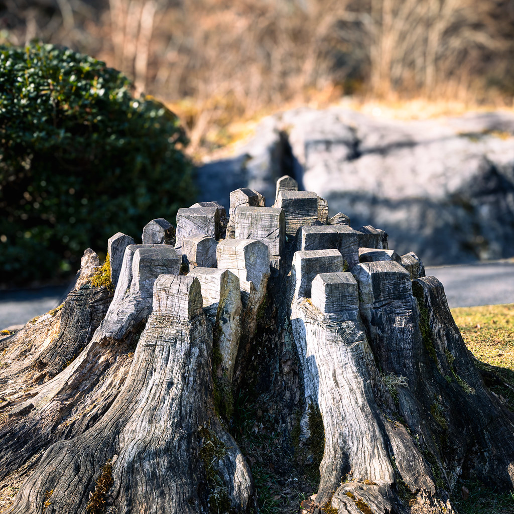 Tree stump in Ravnedalen