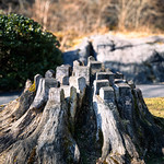 Tree stump in Ravnedalen