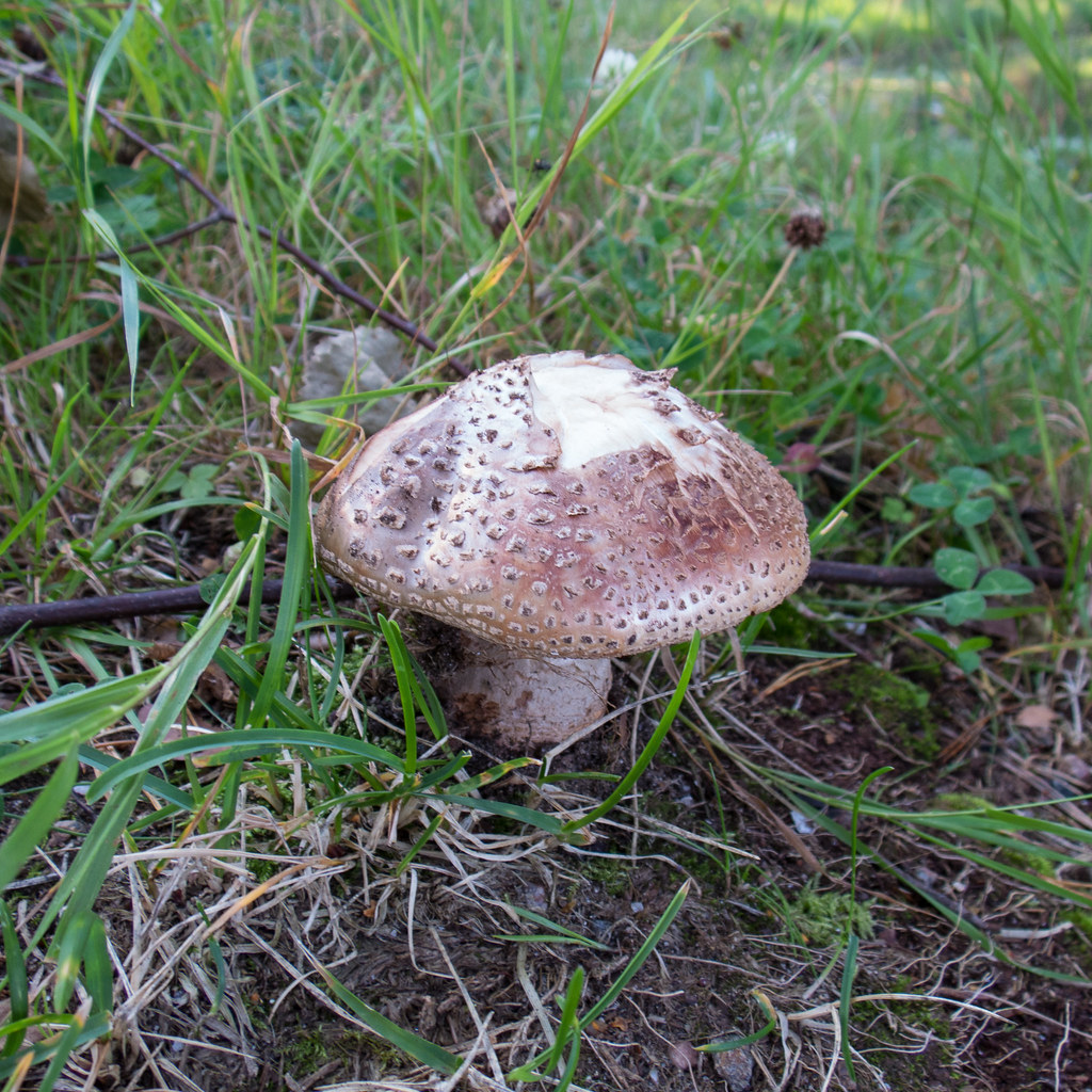 Mushroom