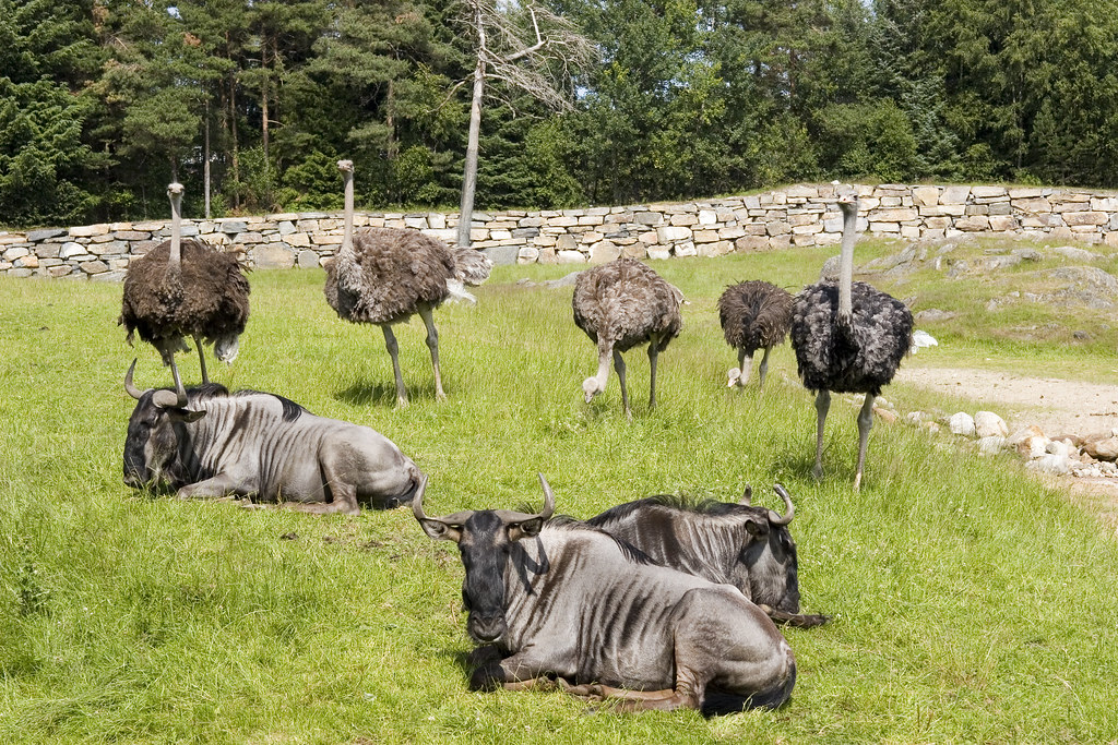 gnu_and_ostriches_at_Kristiansand_Dyrepark
