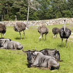 Kristiansand Dyrepark