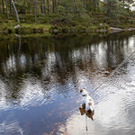 Jack Russell Terrier standing in a lake