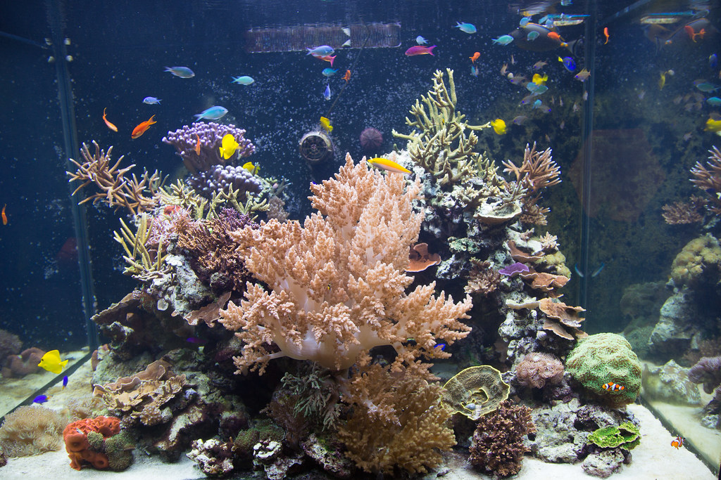 Coral reef aquarium at London Natural History Museum