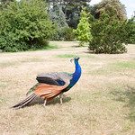 peacock