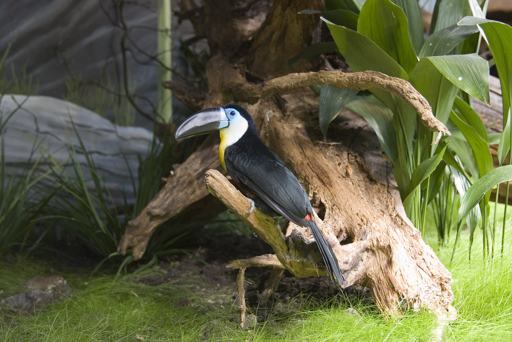 Bird in the birdhouse, Kristiansand Zoo