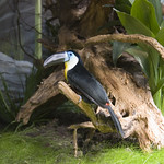 Bird in the birdhouse, Kristiansand Zoo