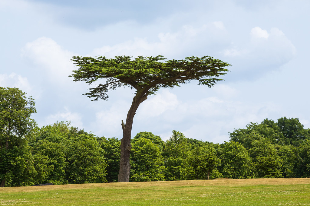 Cassiobury Park Tree