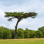 Cassiobury Park Tree