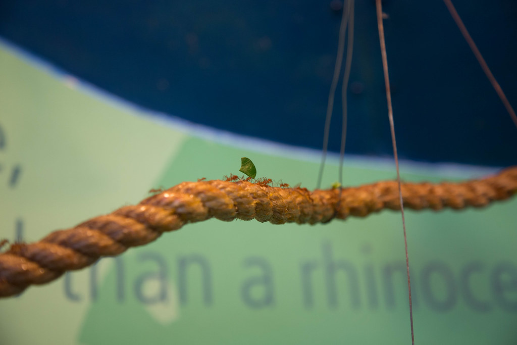 Leafcutter Ants at London Zoo