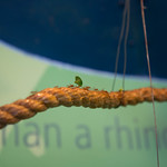 Leafcutter Ants at London Zoo