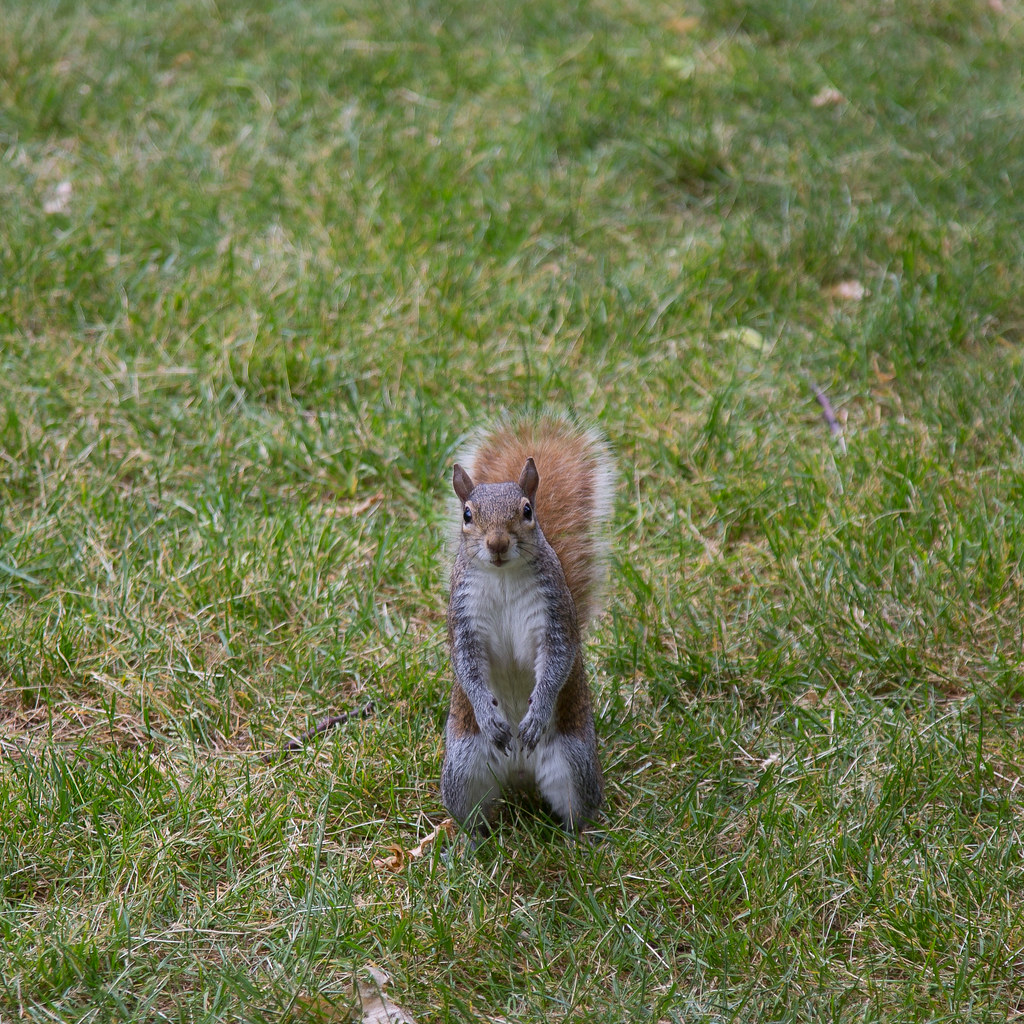 Squirrel