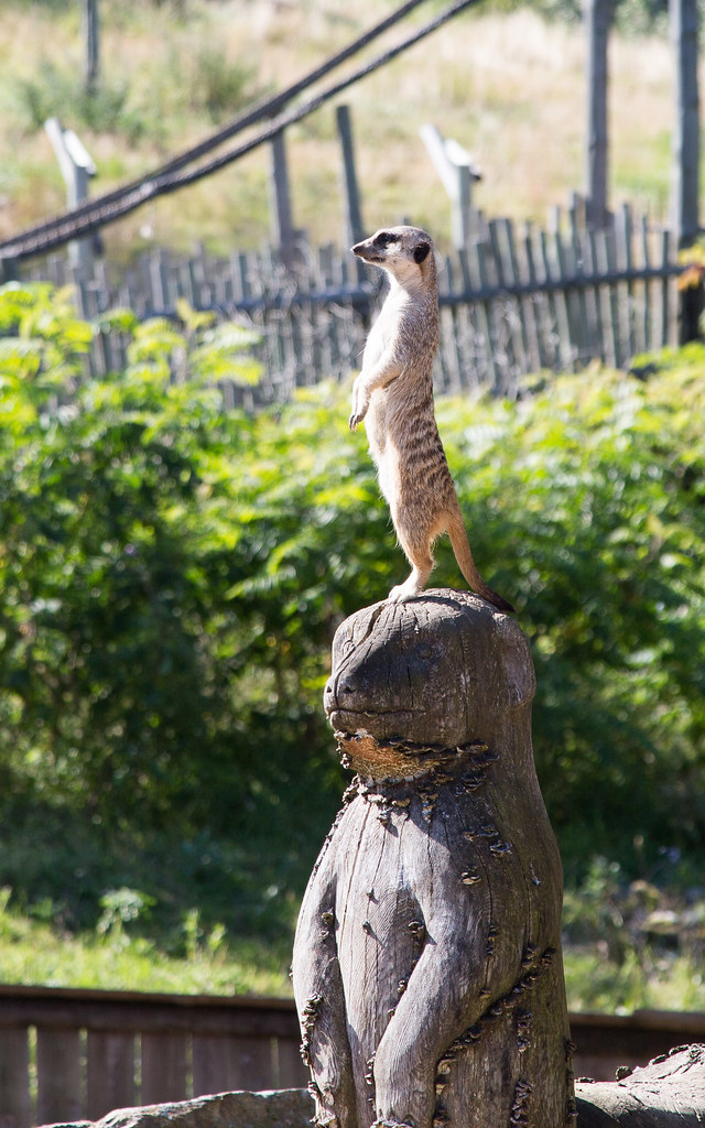 Meerkat on watch