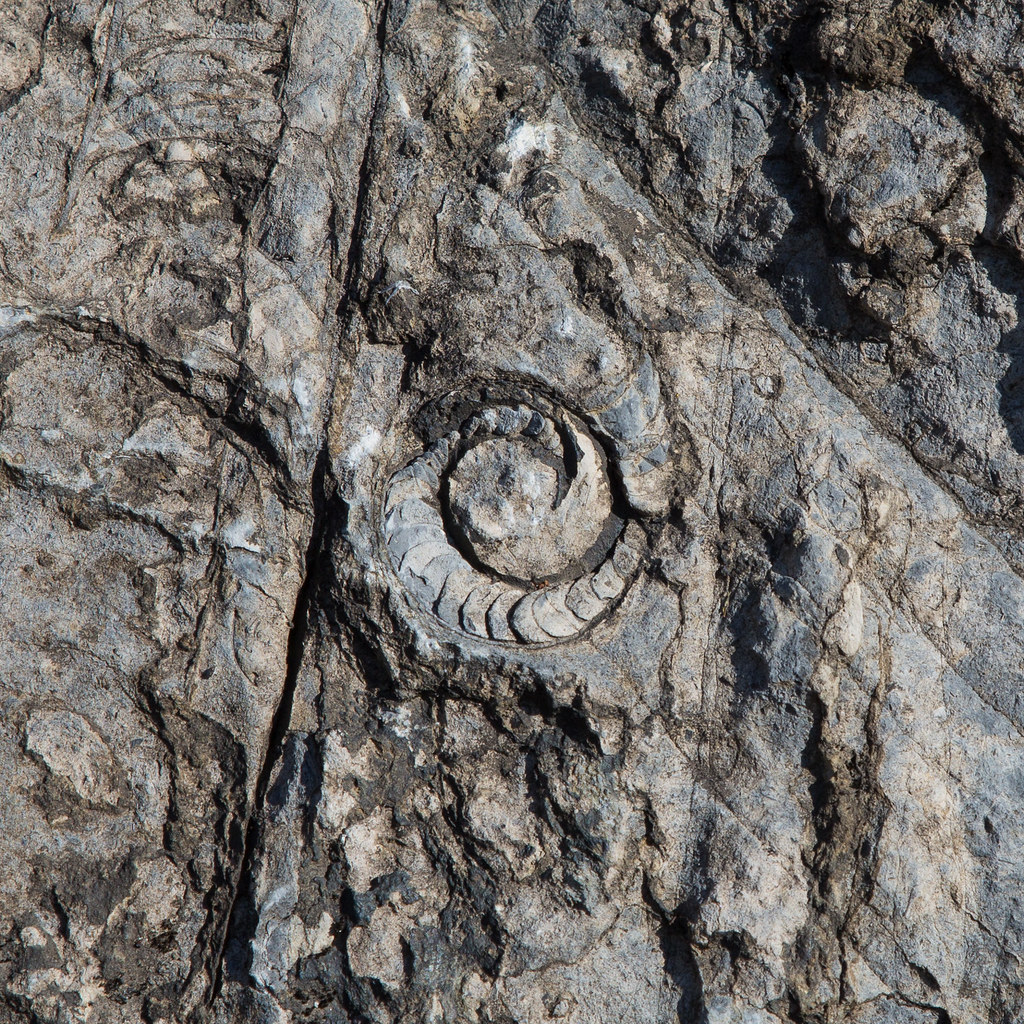 465 million years old cephalopod