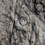 465 million years old cephalopod