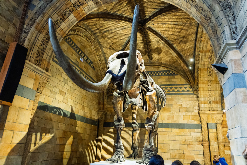 Mammoth skeleton at the Natural History Museum, London