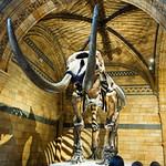 Mammoth skeleton at the Natural History Museum, London