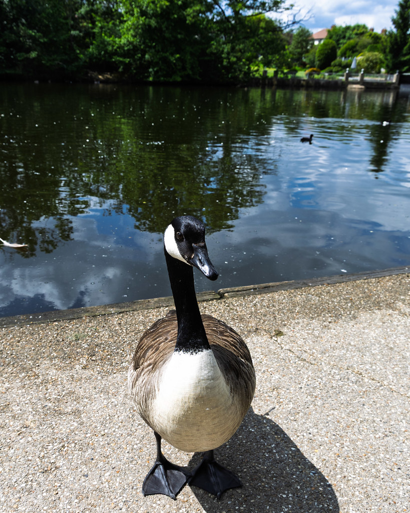 Canada Goose