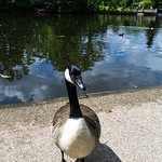 Canada Goose