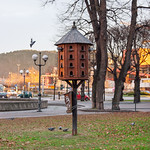 Dovecot