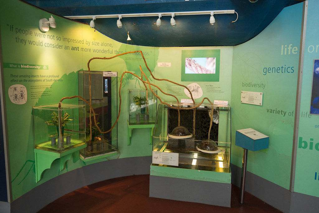 Ant farm at London Zoo