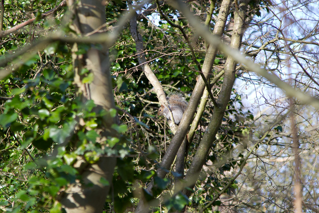 Squirrel in Watford