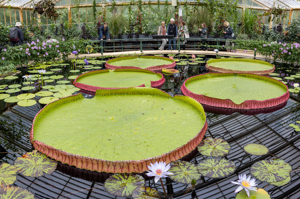 Victoria amazonica